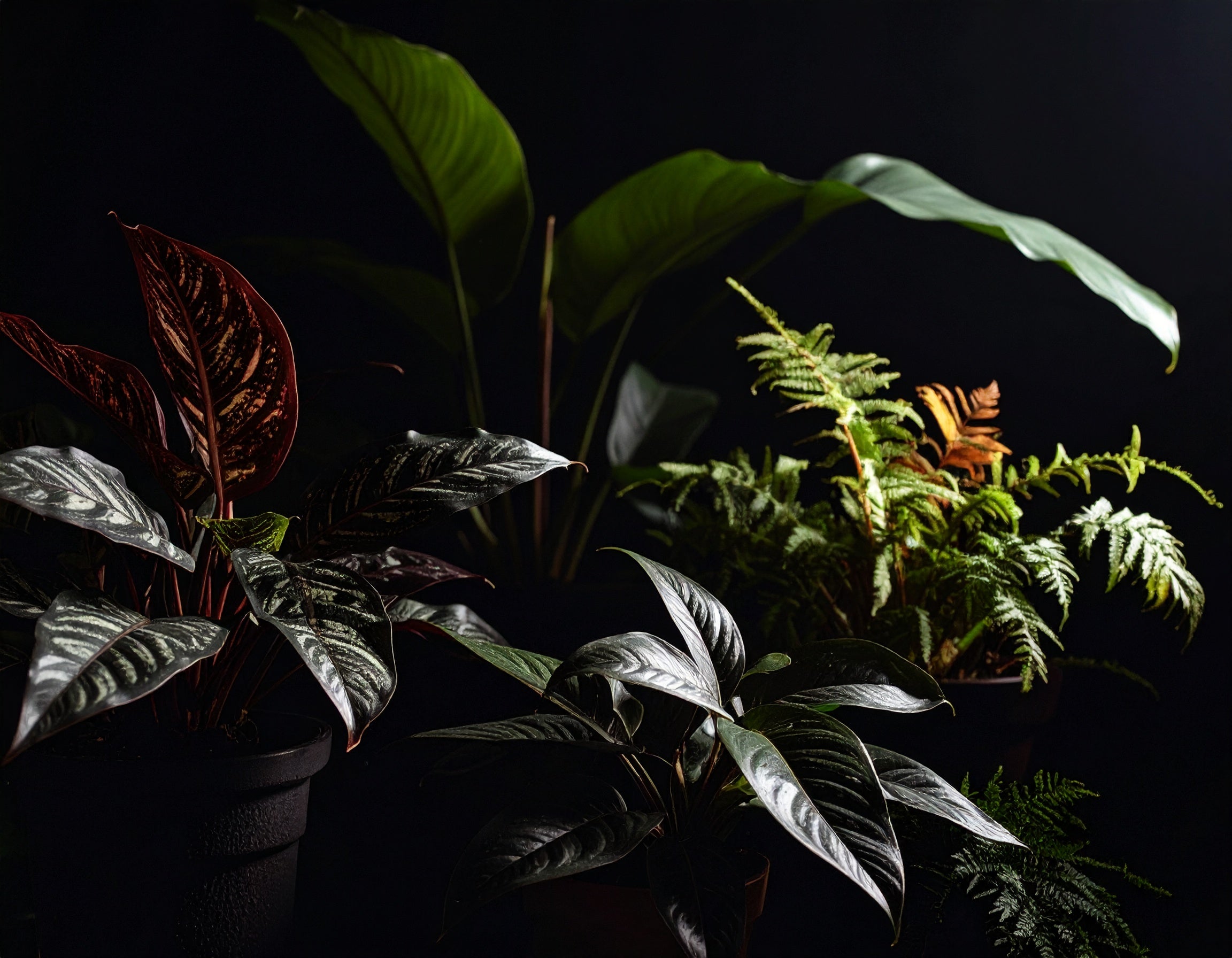 Botanicals