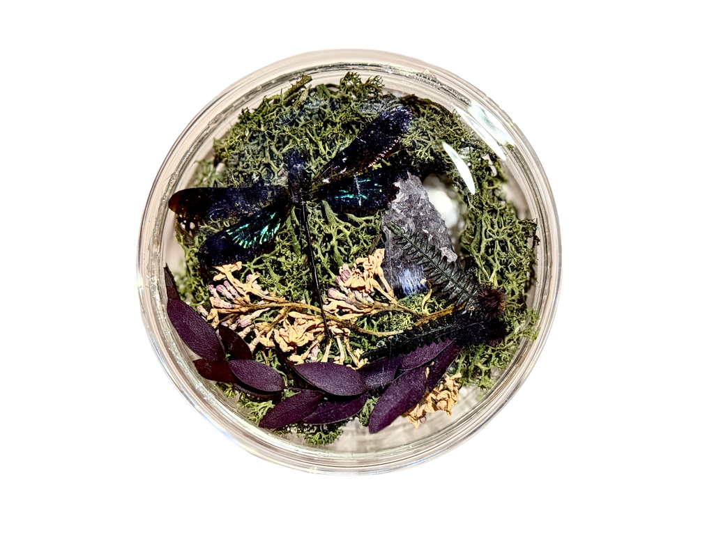 Curio Damselfly Petri Dish Display