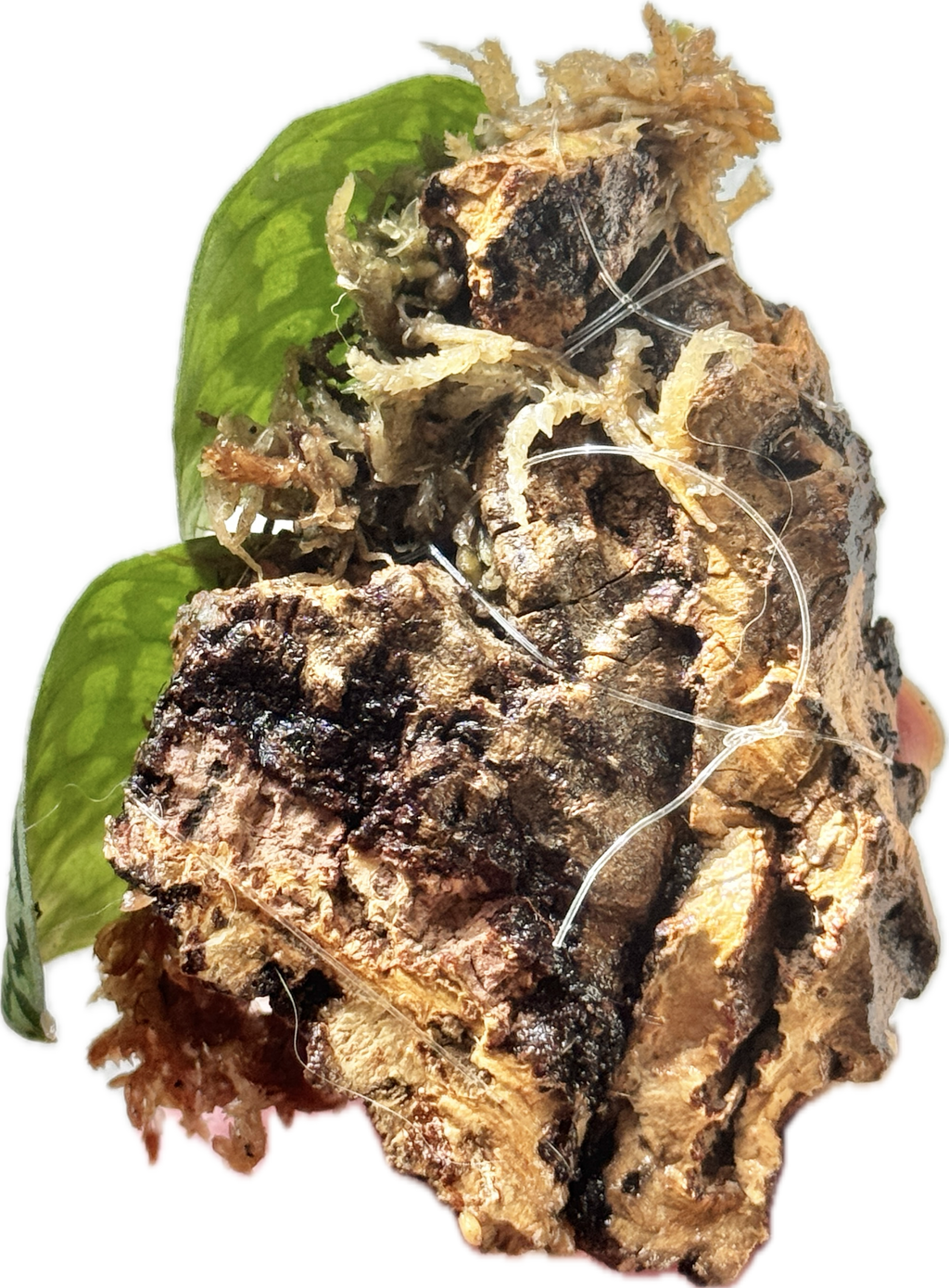Scindapsus Tricolor Stabillo on Cork Bark