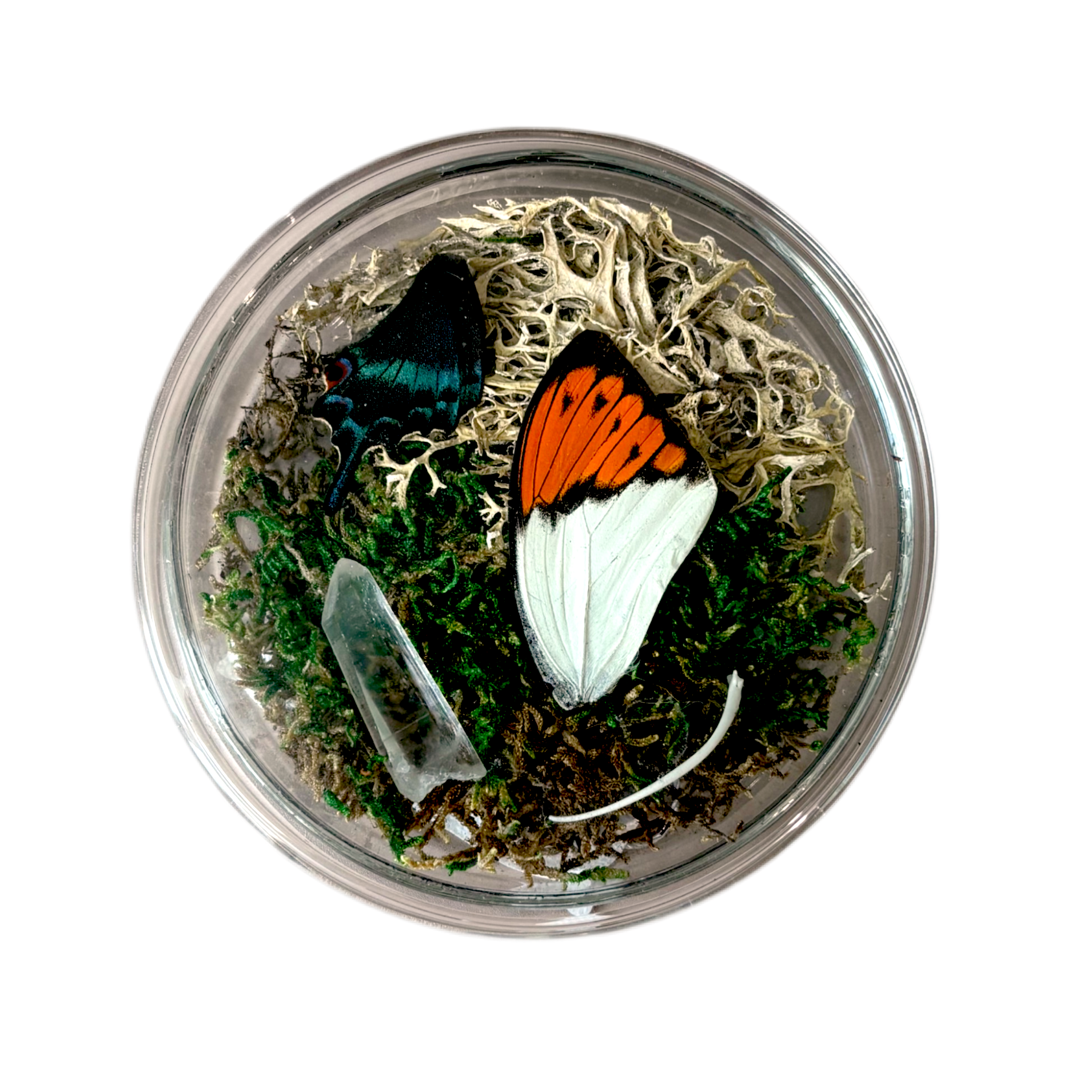 Round glass container with a butterfly and greenery on a white background