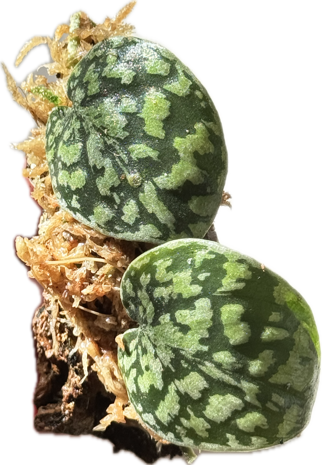Scindapsus Tricolor Stabillo on Cork Bark
