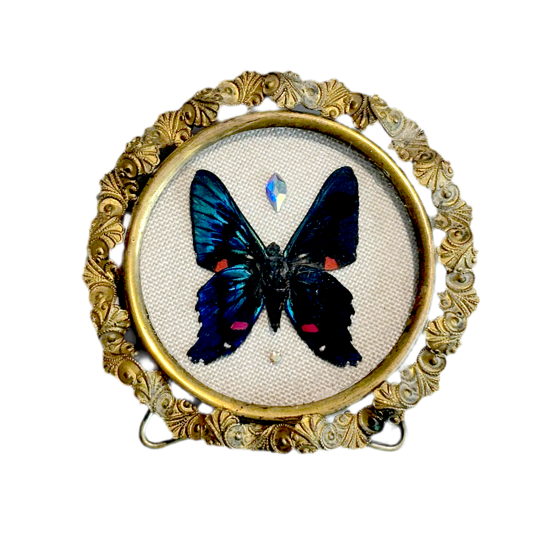 Preservation No. 068: Ancyluris meliboeus