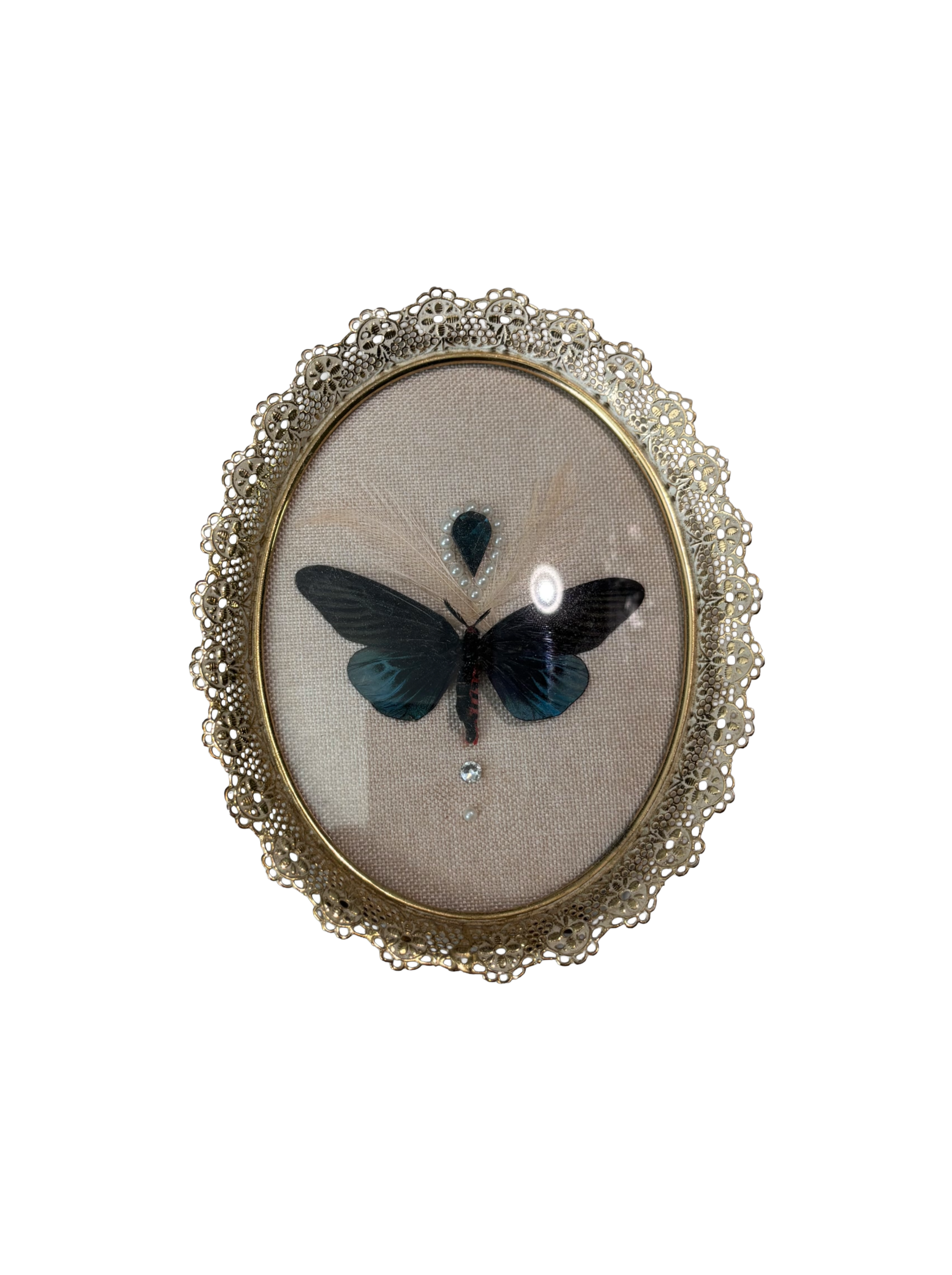 Jeweled Gynautocera Philomera Celebensis Entomology Frame