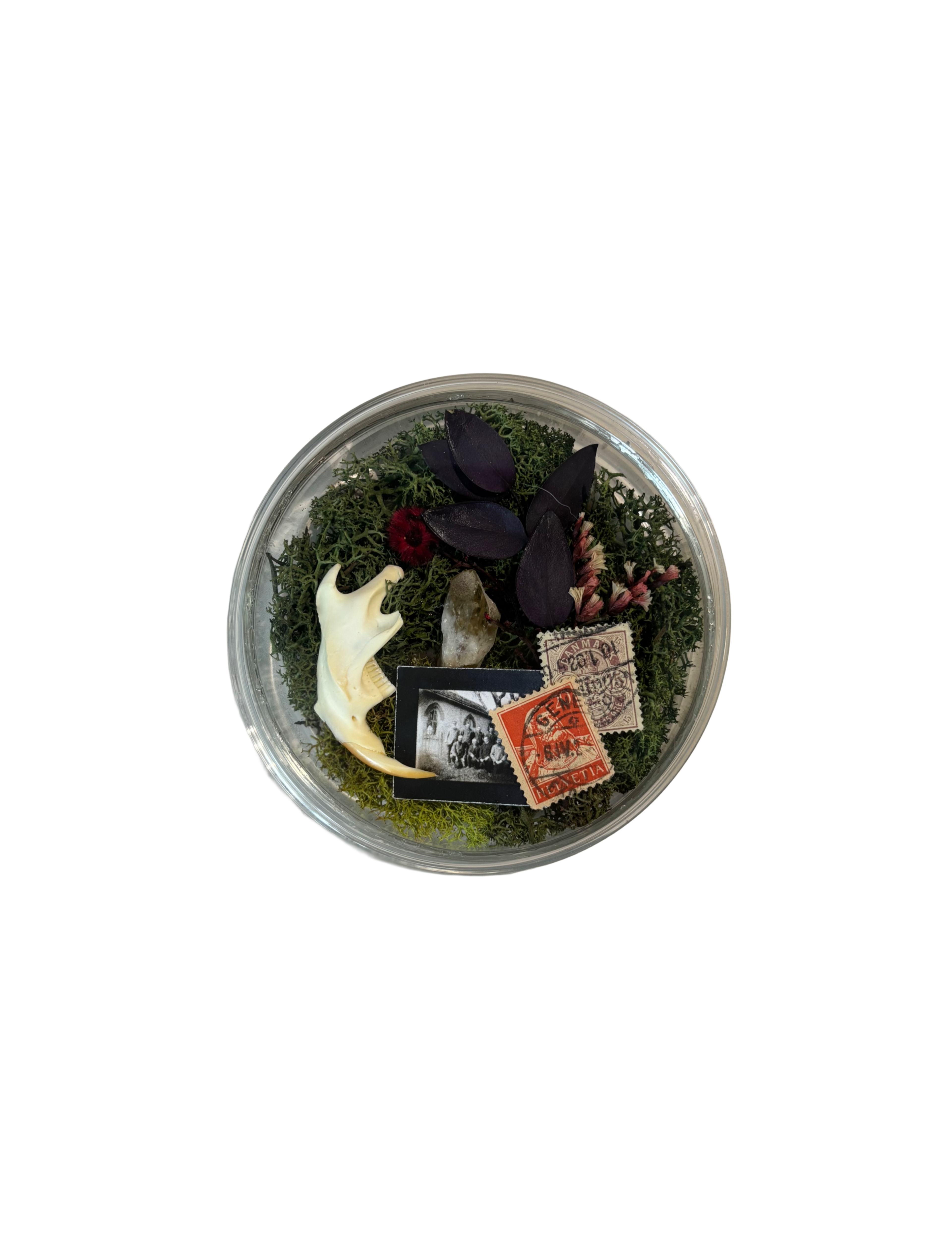 Oddity Collection: Jaw Bone Curio Glass Petri Dish Display