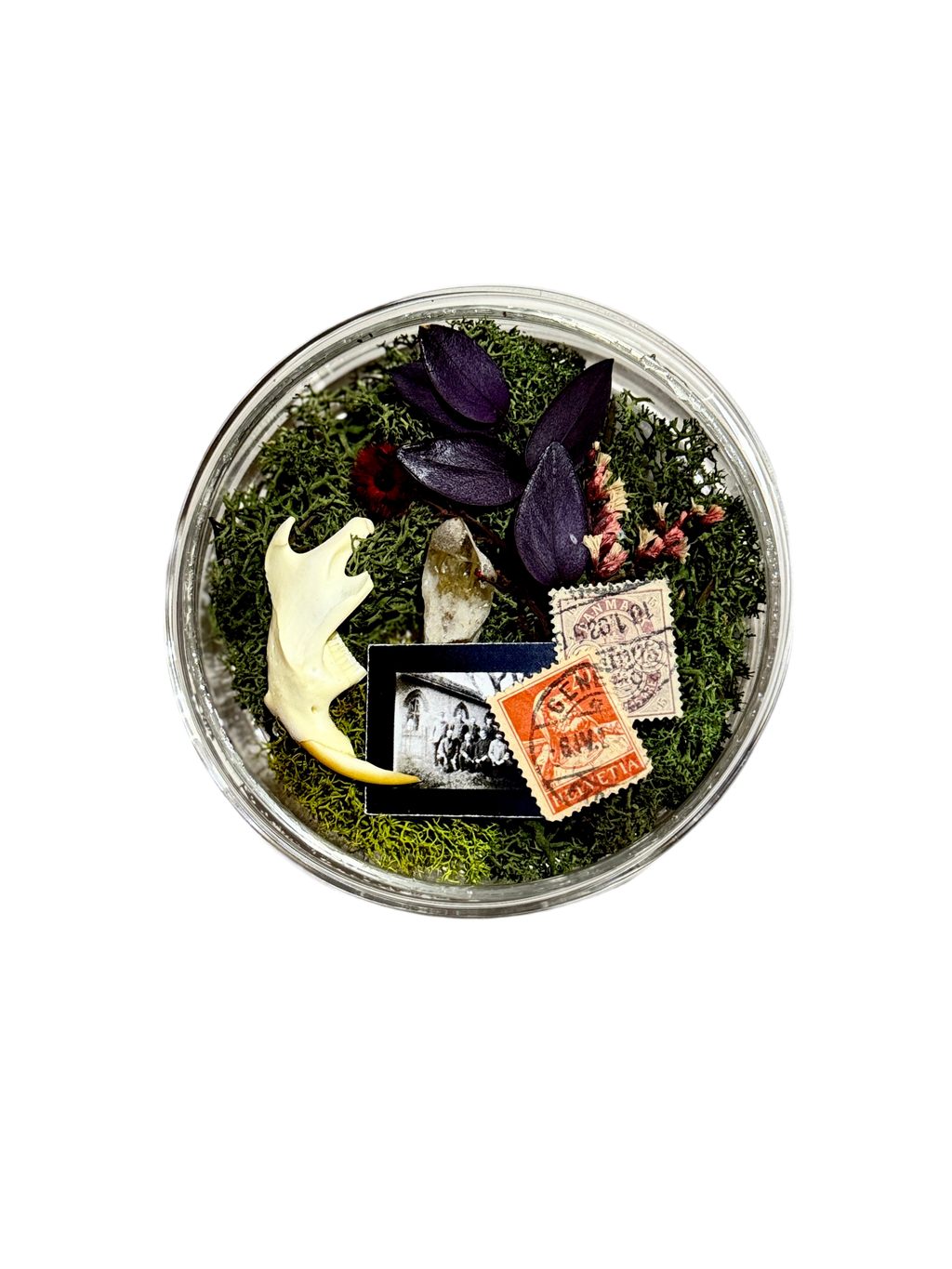 Oddity Collection: Jaw Bone Curio Glass Petri Dish Display