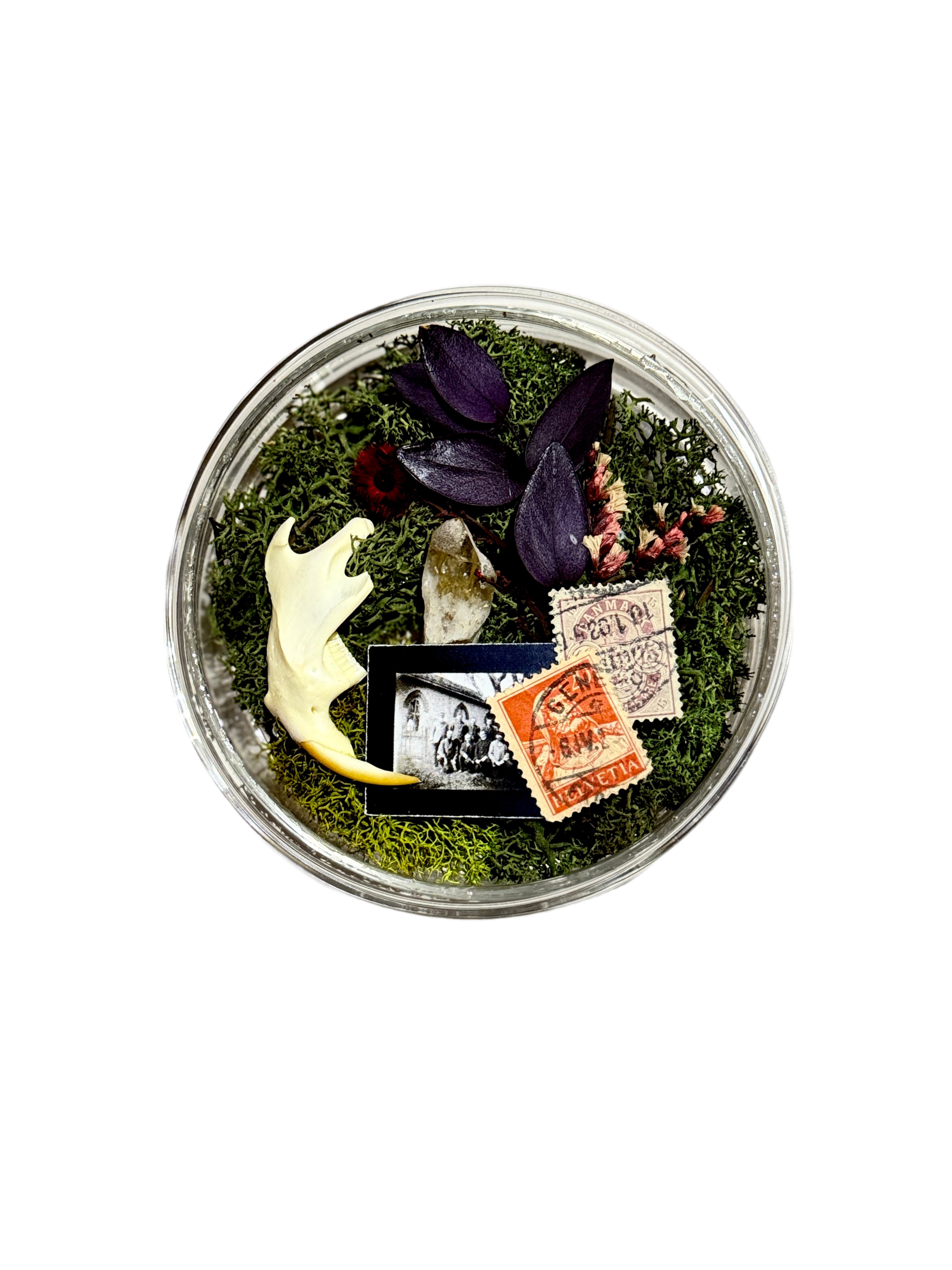 Oddity Collection: Jaw Bone Curio Glass Petri Dish Display