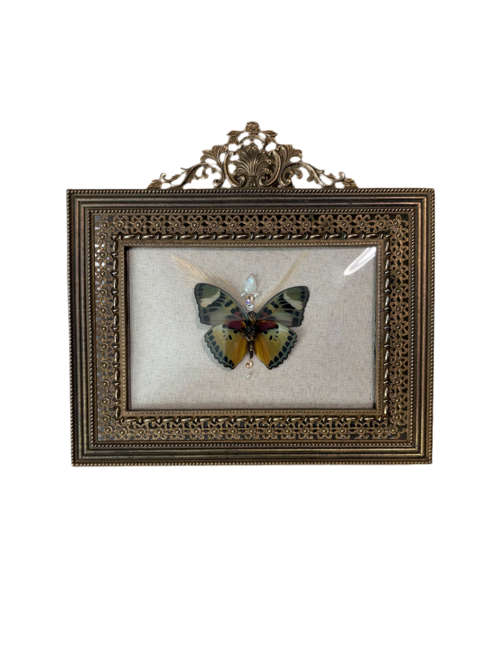 Euphaedra Butterfly Bubble Glass Frame