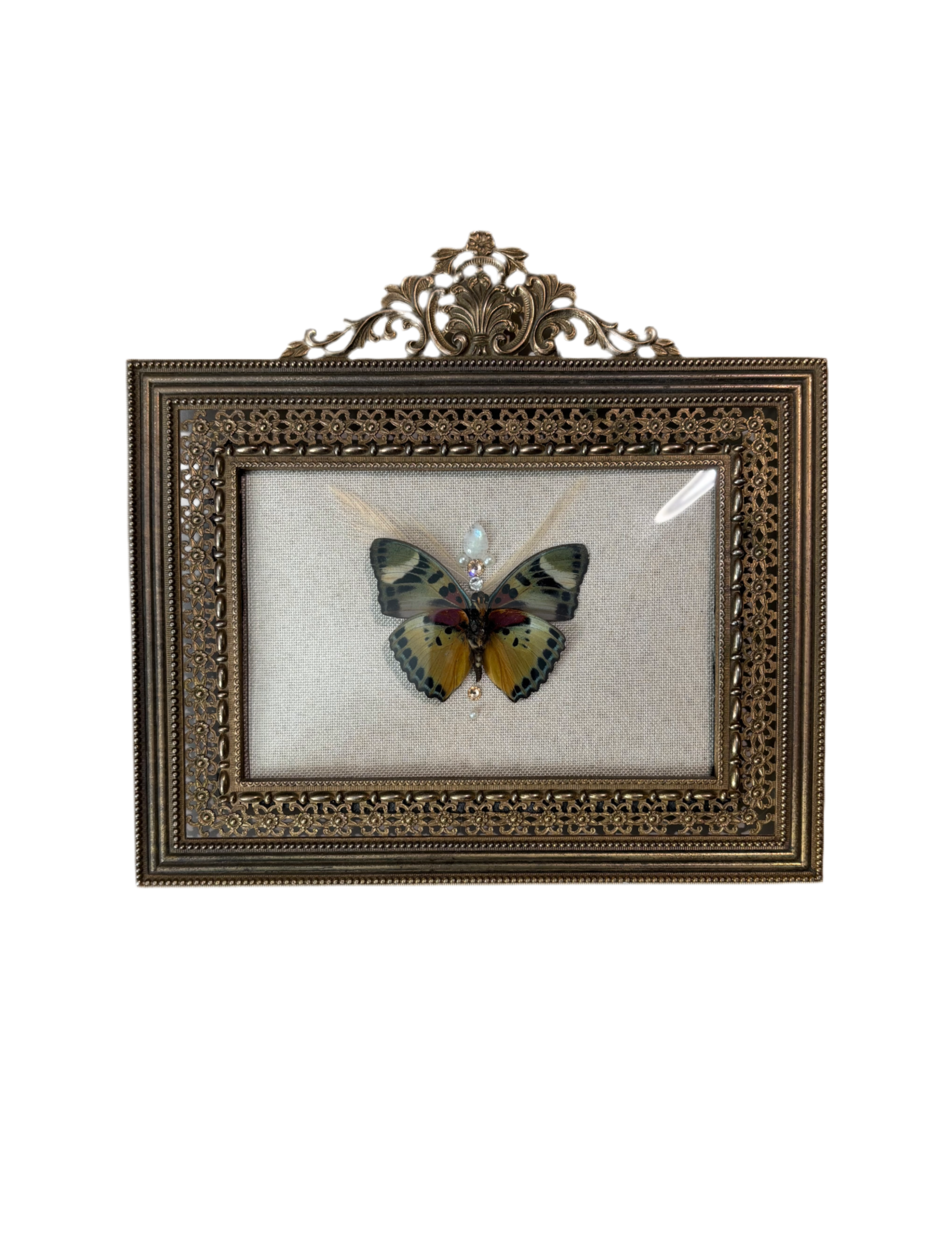 Euphaedra Butterfly Bubble Glass Frame