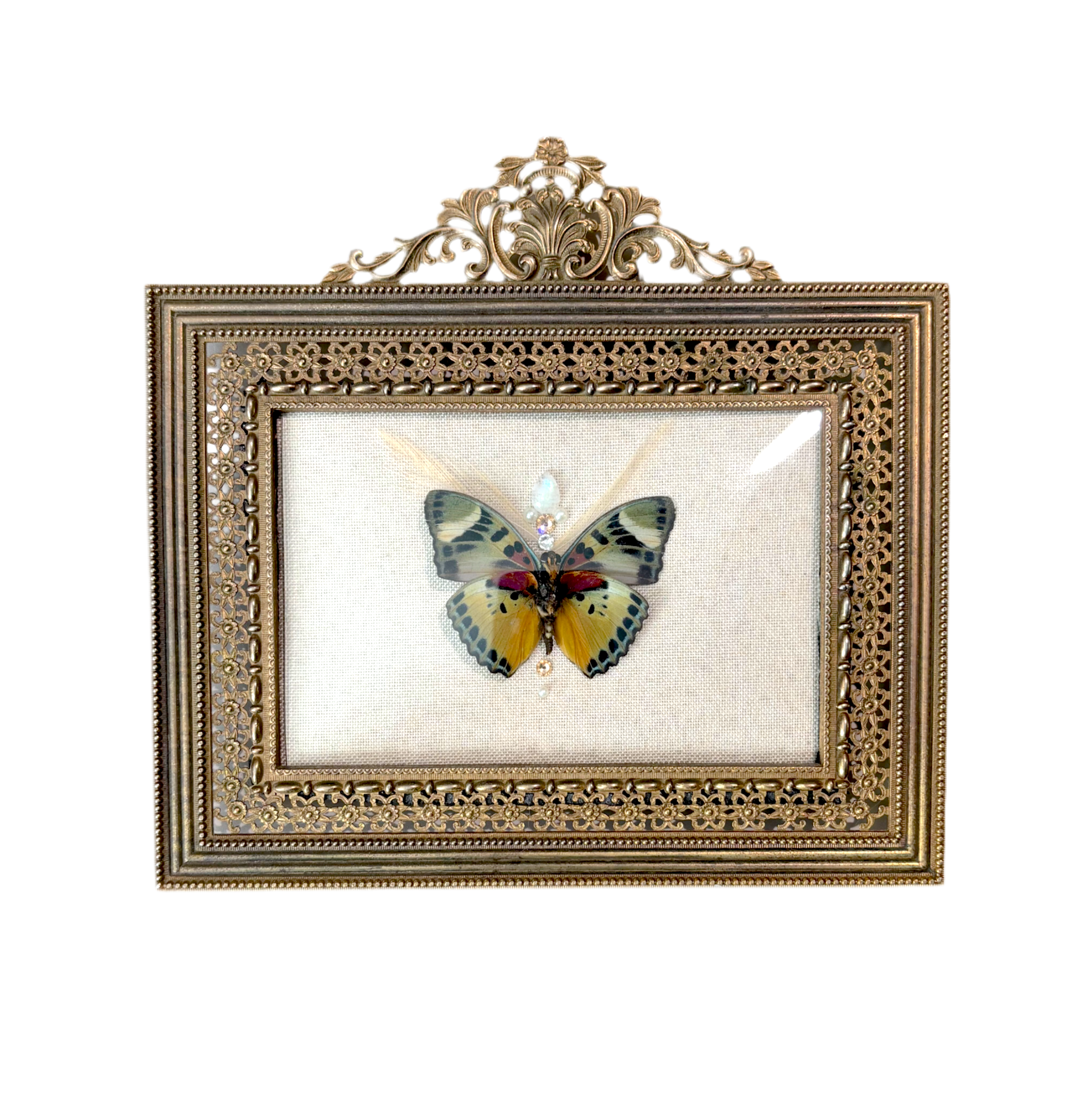 Decorative frame with a butterfly specimen on a white background