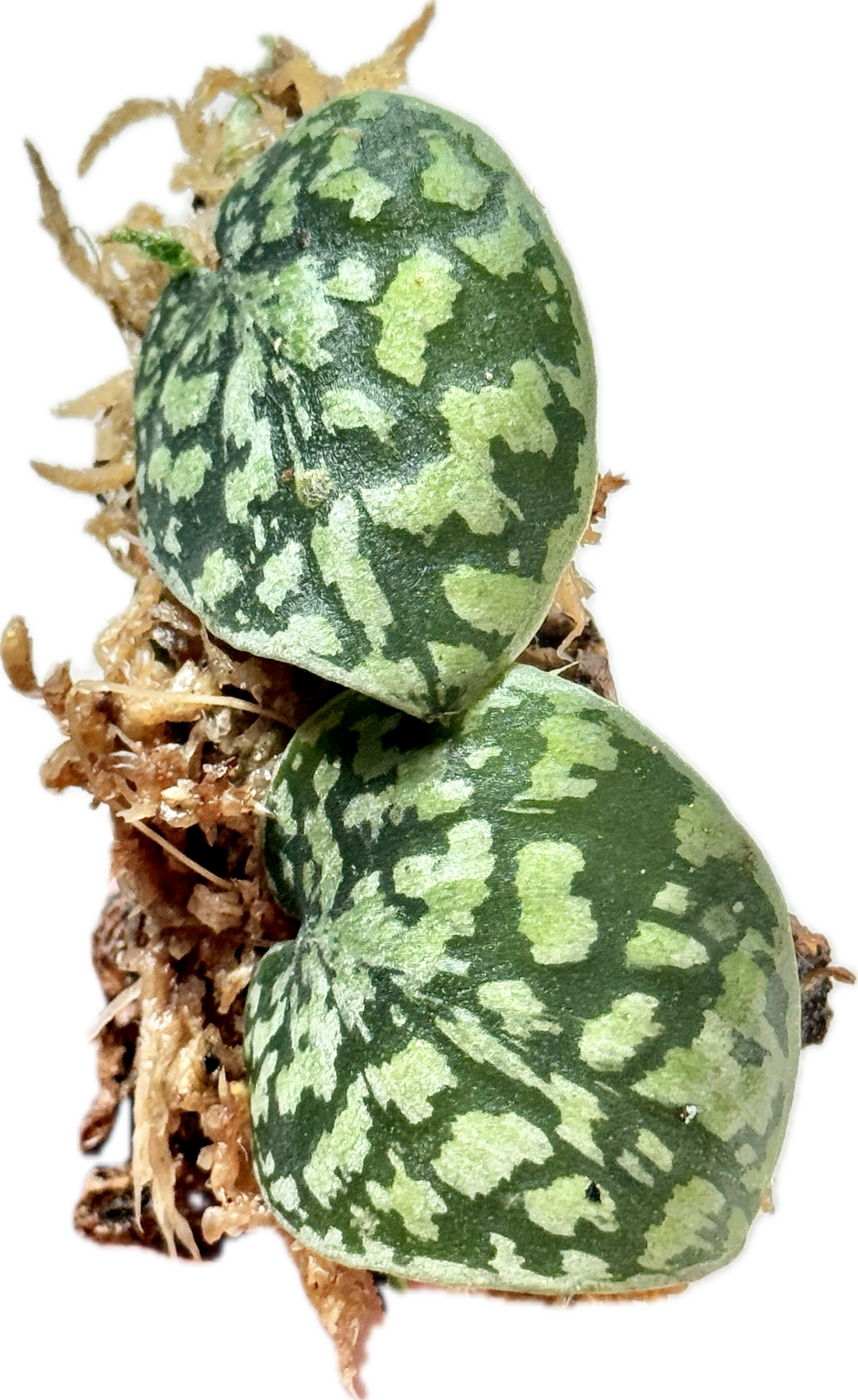 Scindapsus Tricolor Stabillo on Cork Bark