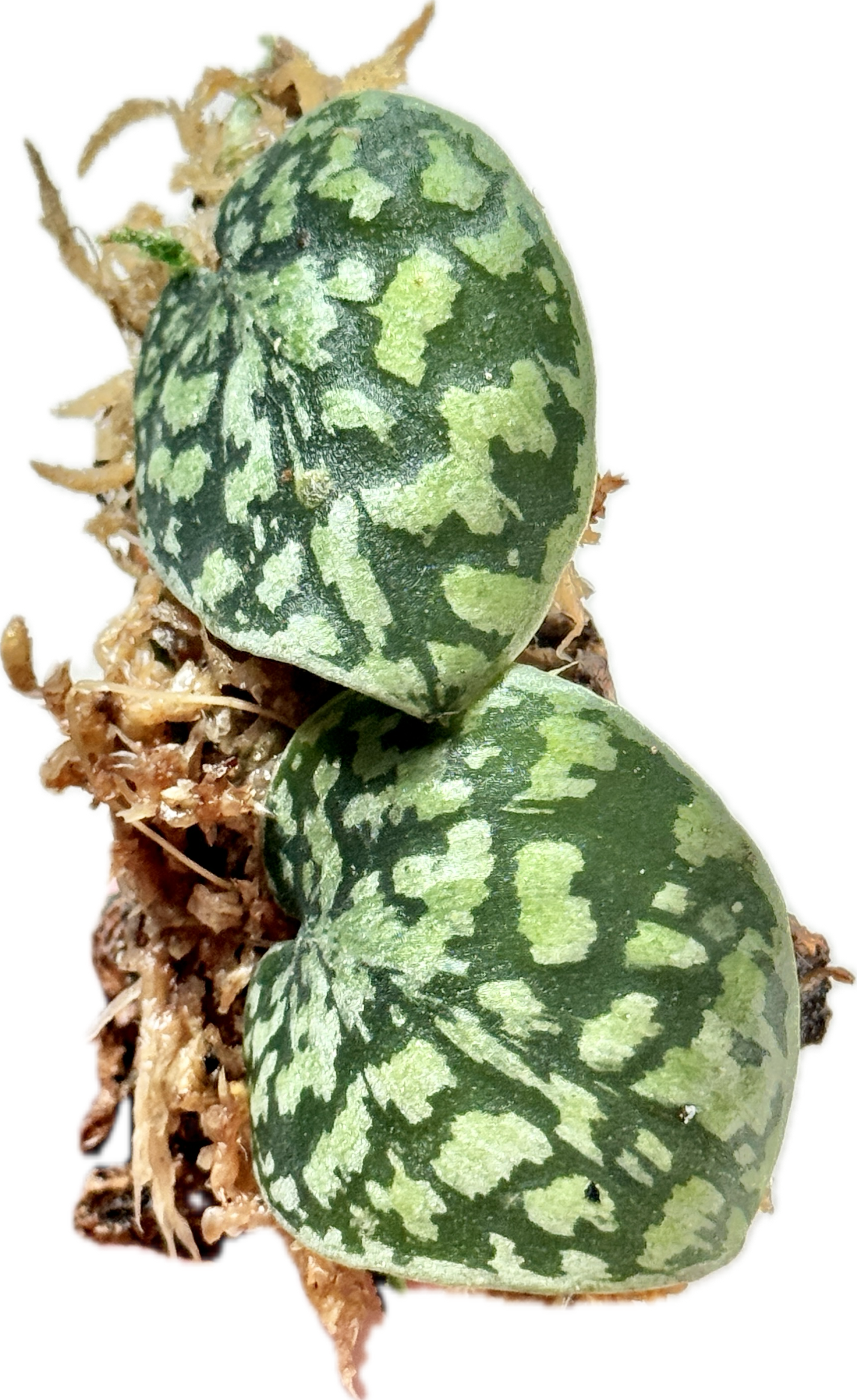 Scindapsus Tricolor Stabillo