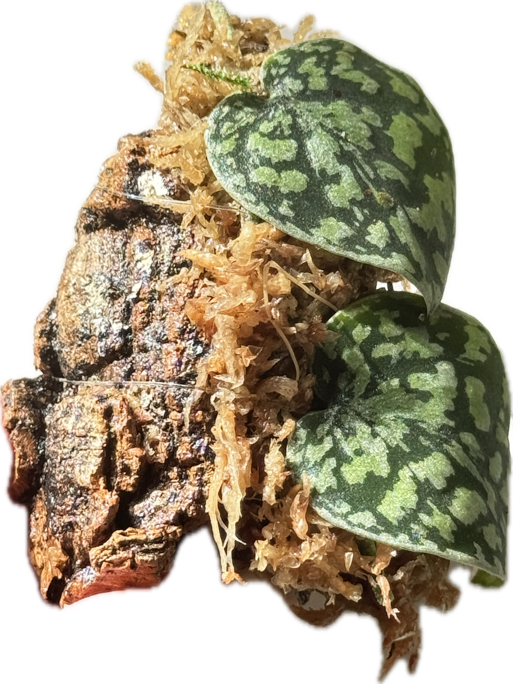 Scindapsus Tricolor Stabillo on Cork Bark