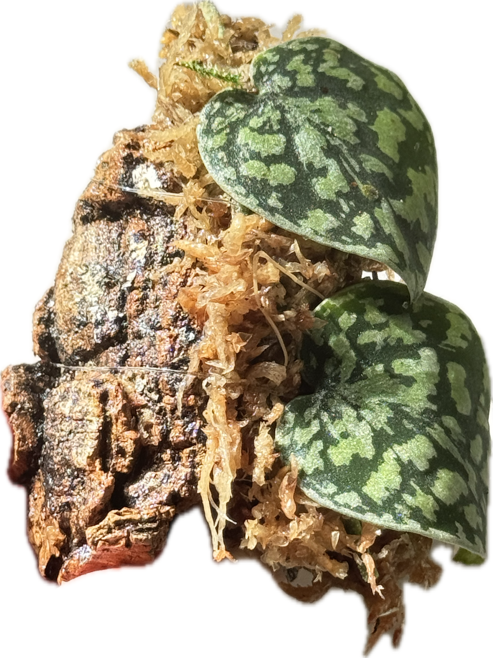 Scindapsus Tricolor Stabillo