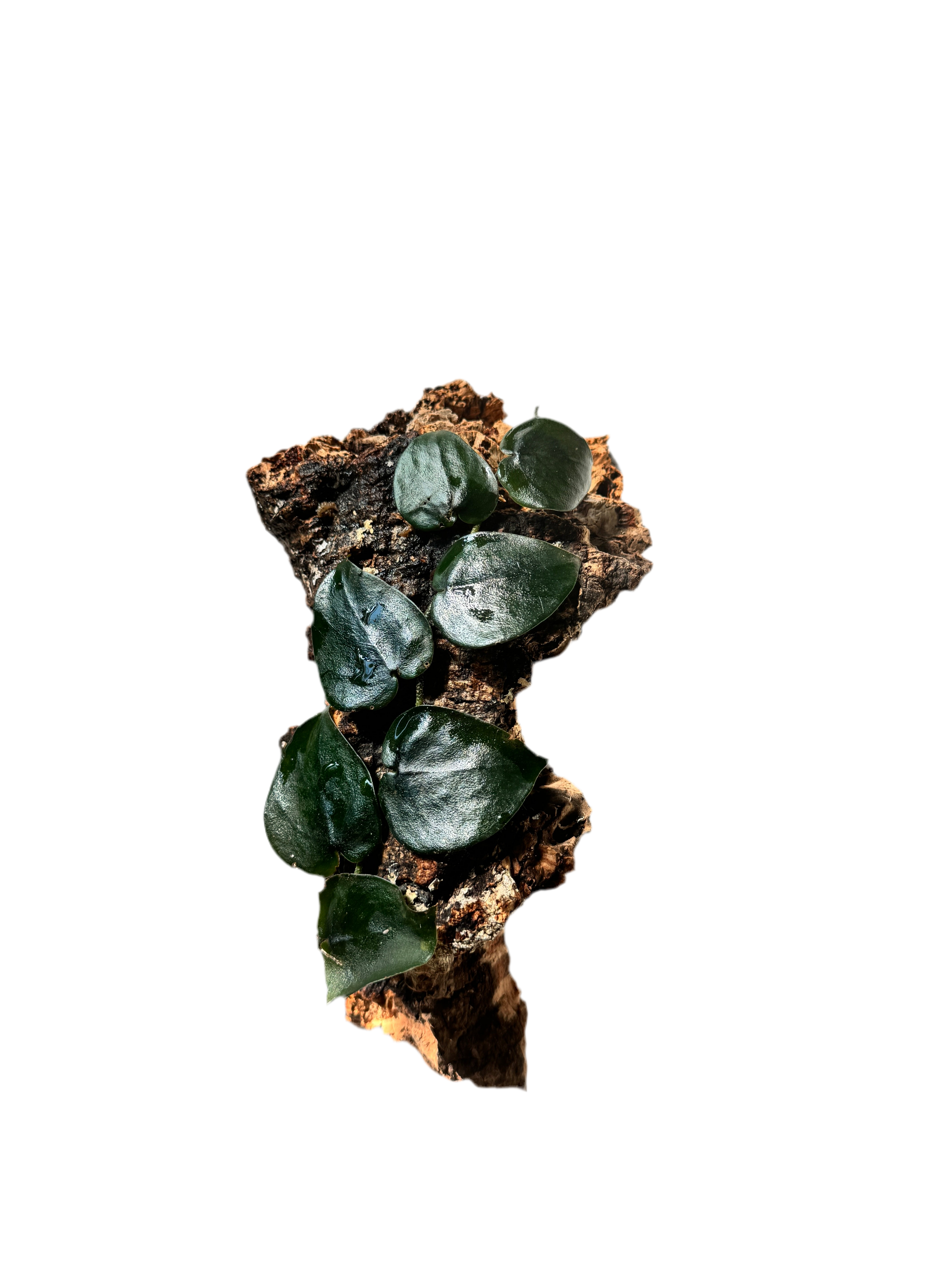 Scindapsus Black Mamba