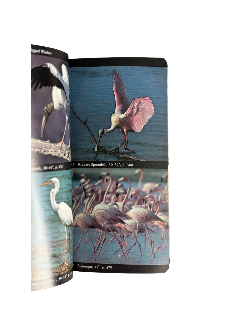 Audubon Society Bird Guide to North American Birds - Eastern Region