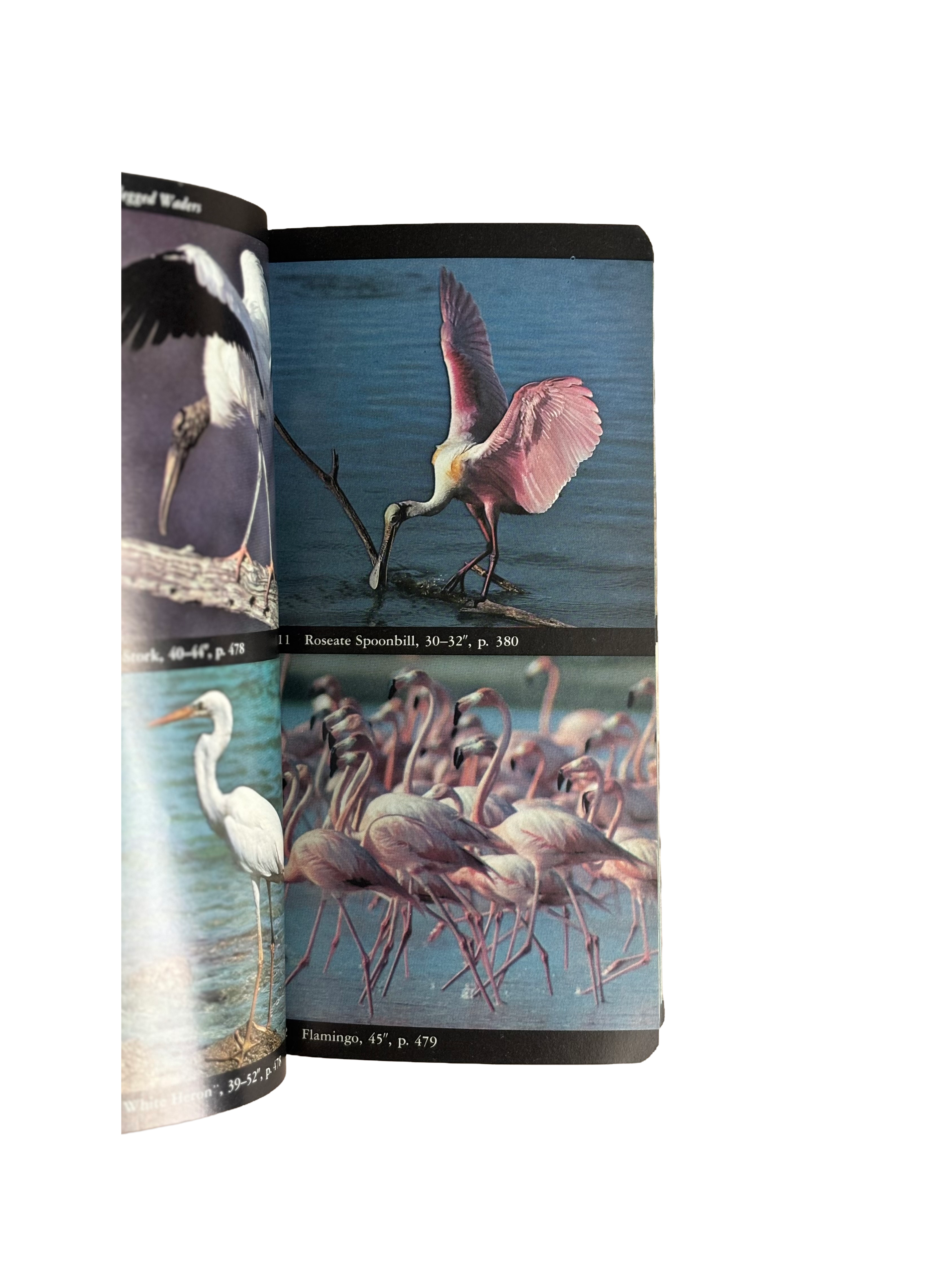 Audubon Society Bird Guide to North American Birds - Eastern Region