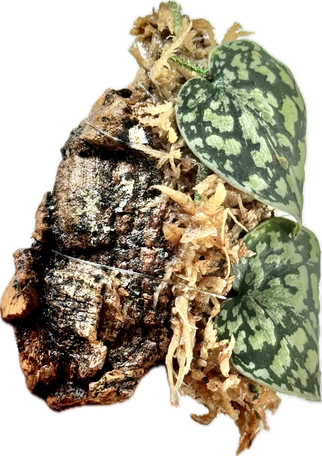 Scindapsus Tricolor Stabillo on Cork Bark
