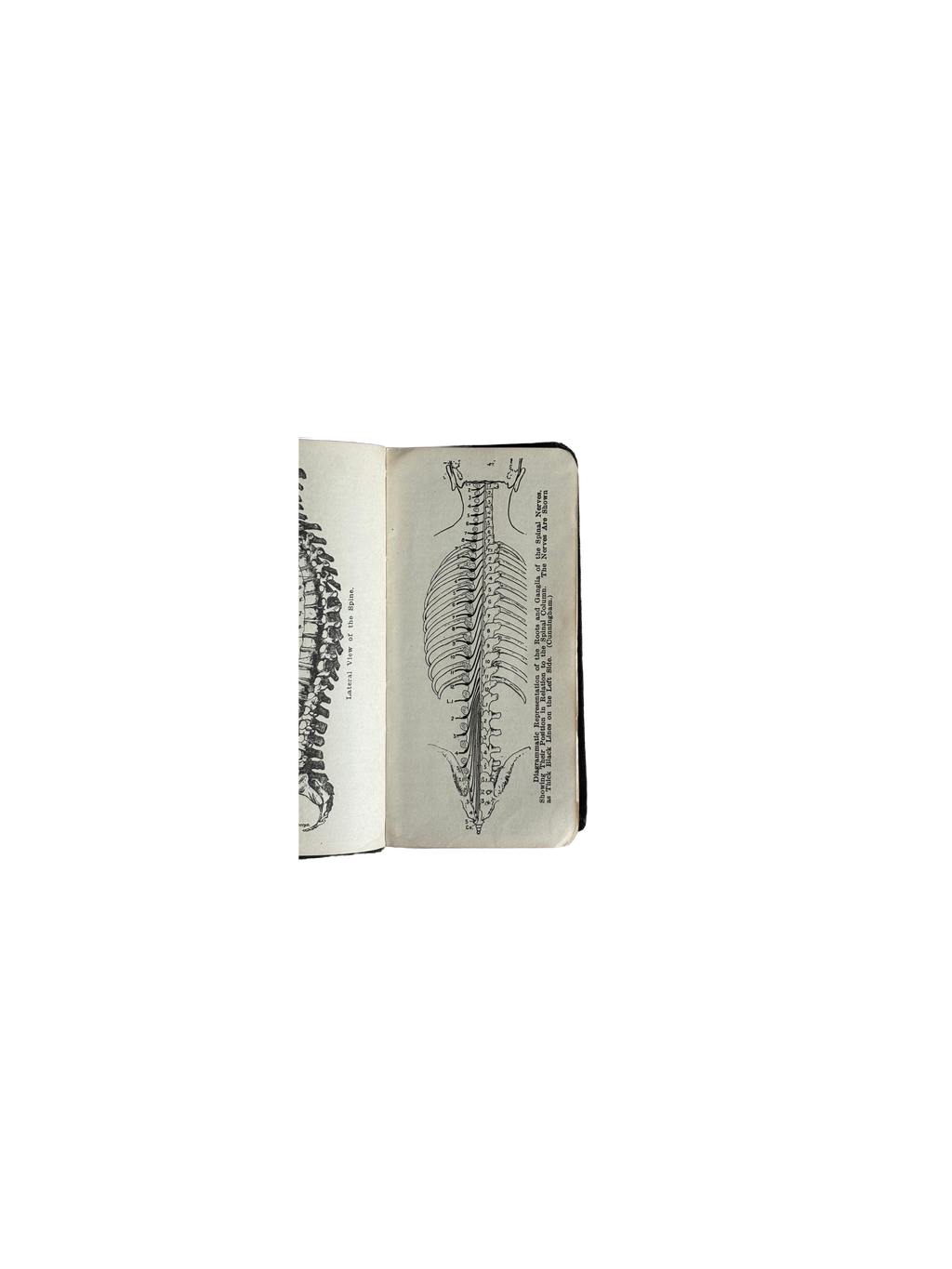 Anatomy in Abstract by Stewart L. McCurdy