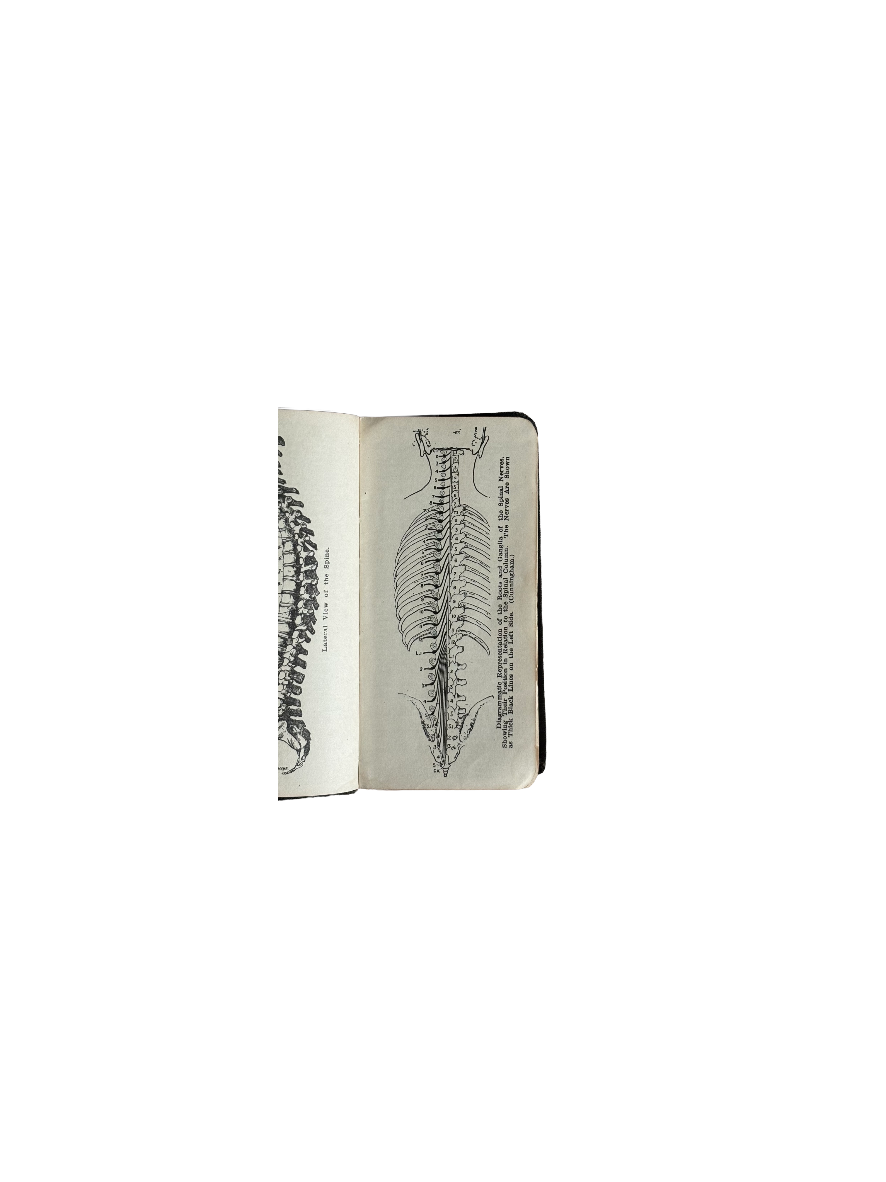 Anatomy in Abstract by Stewart L. McCurdy