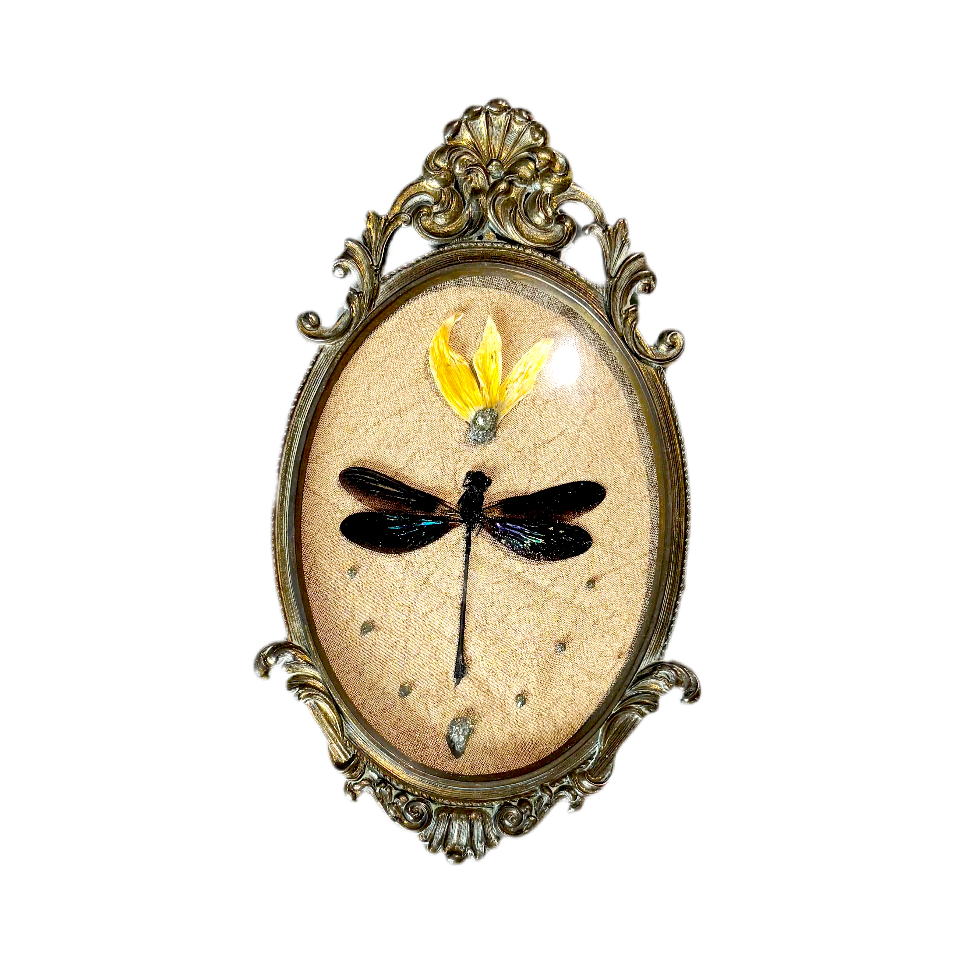Decorative frame with a pressed insect inside on a white background