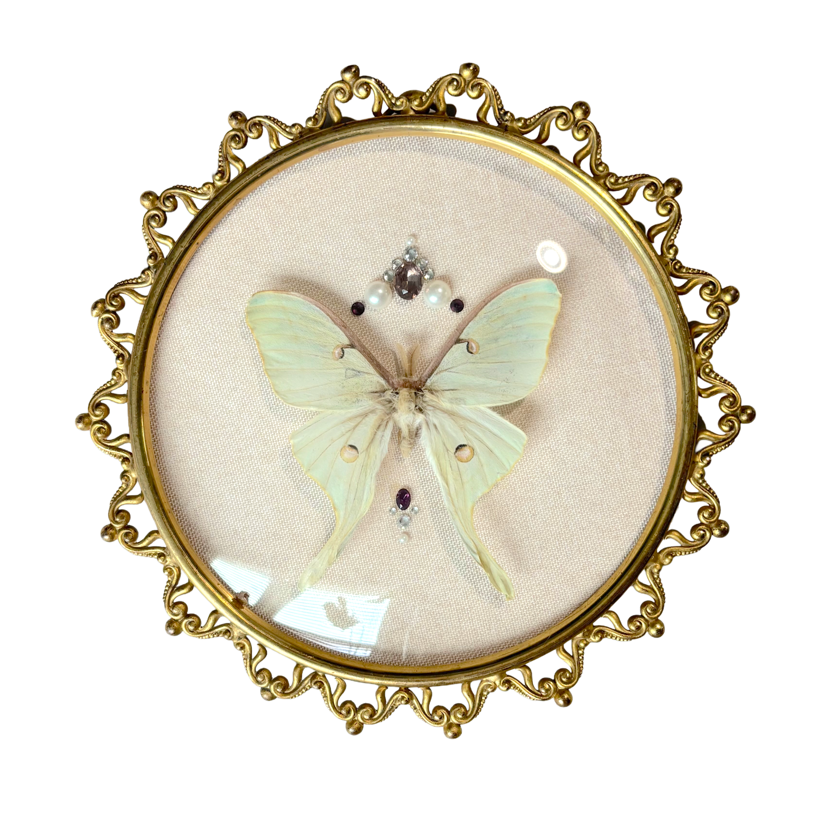 Preservation No. 054: Saturniidae Actias