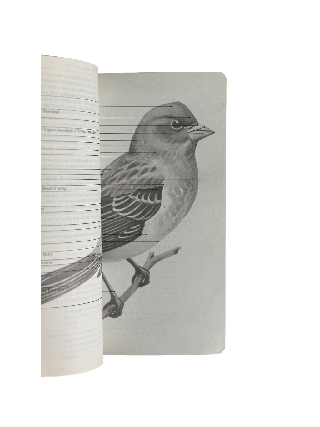 Audubon Society Bird Guide to North American Birds - Eastern Region
