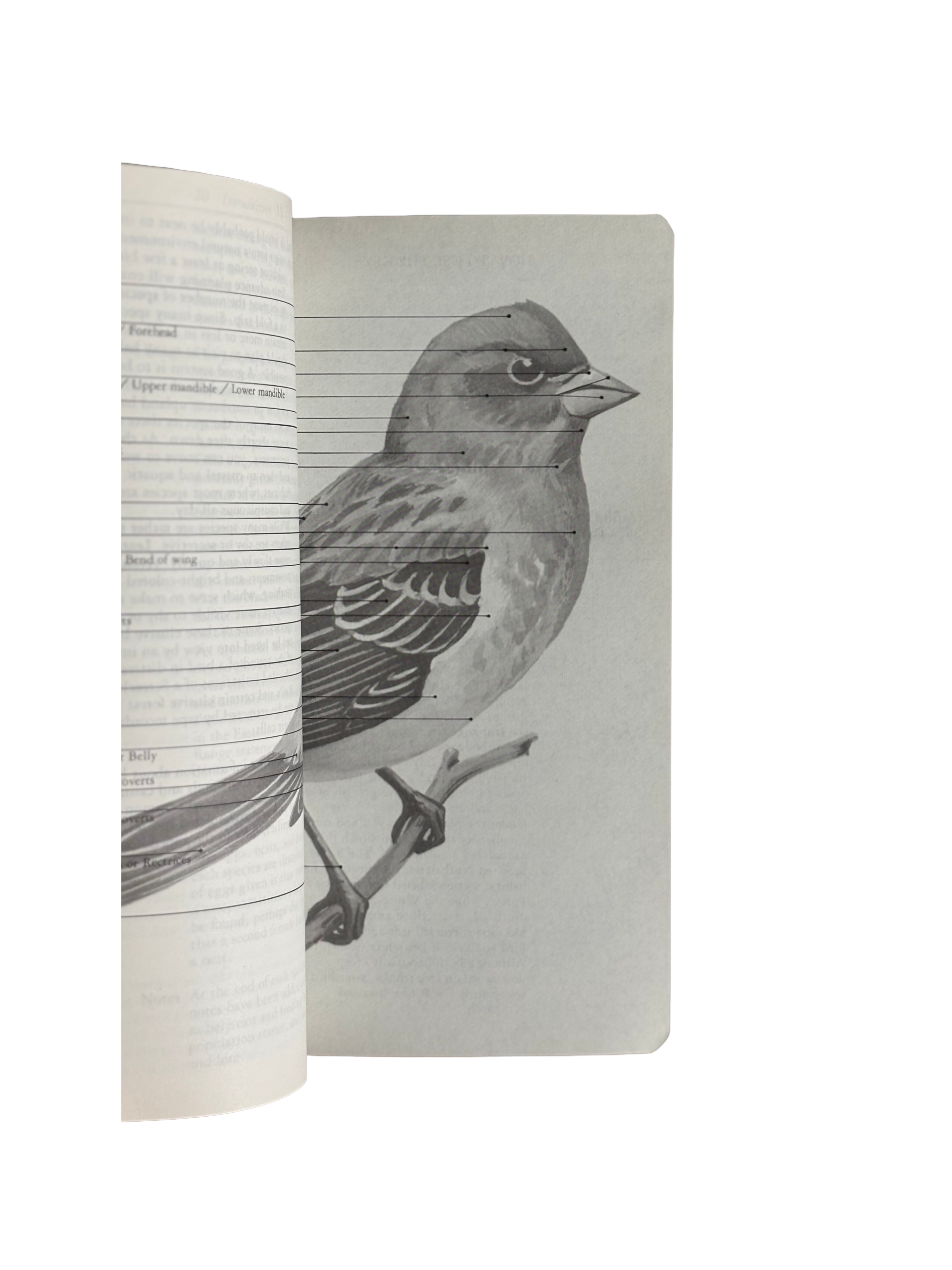 Audubon Society Bird Guide to North American Birds - Eastern Region