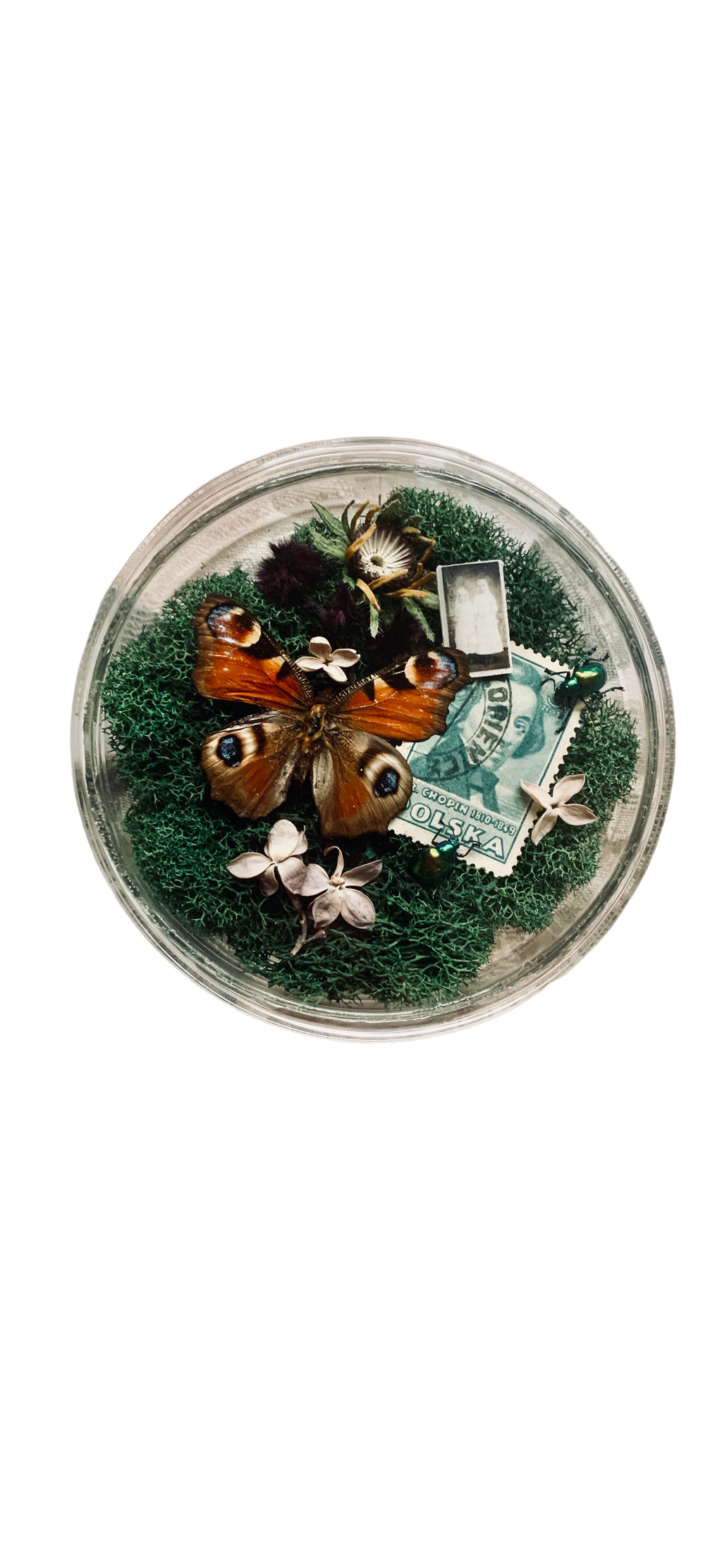 Oddity Collection: Chopin’s Garden Petri Dish Display