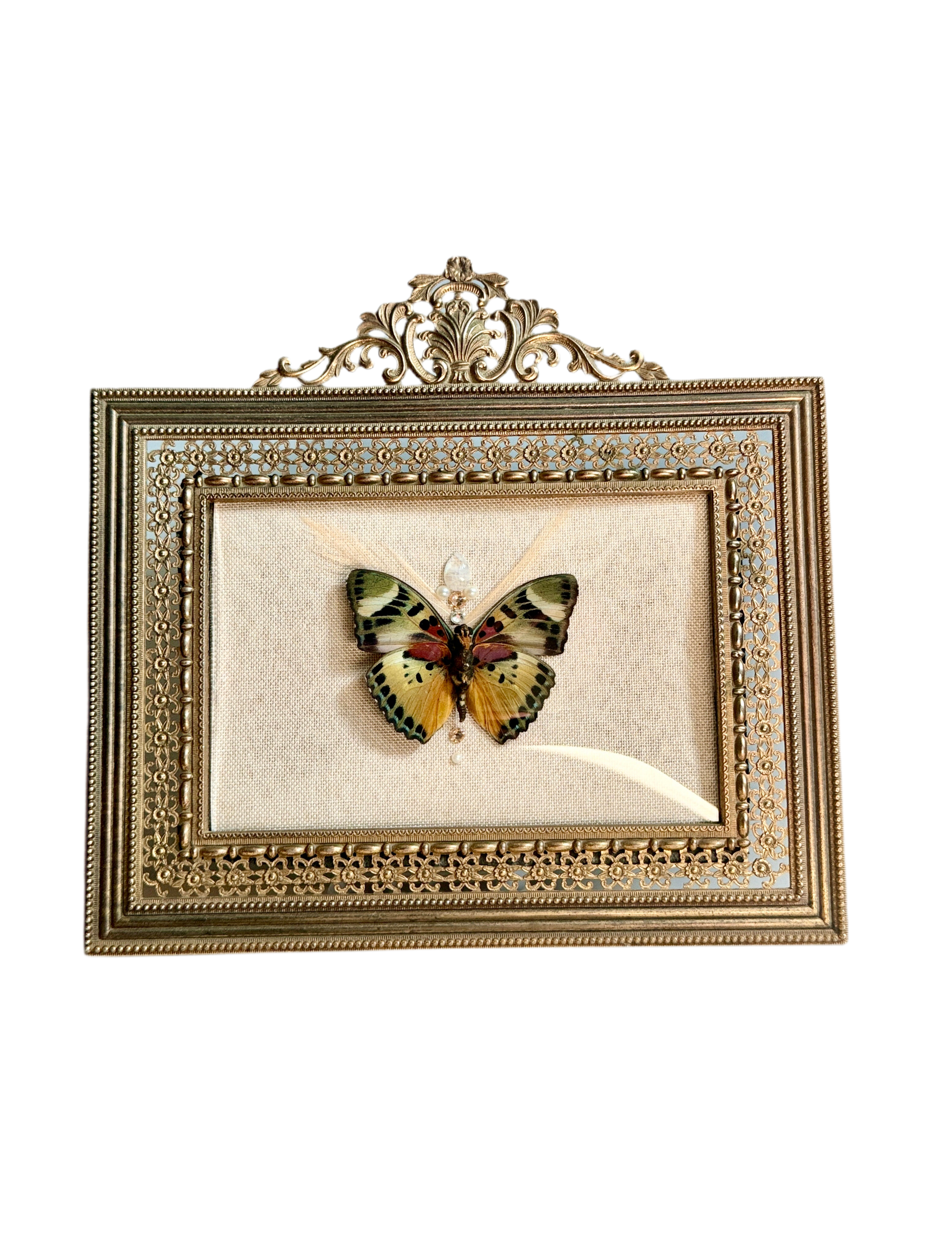 Euphaedra Butterfly Bubble Glass Frame