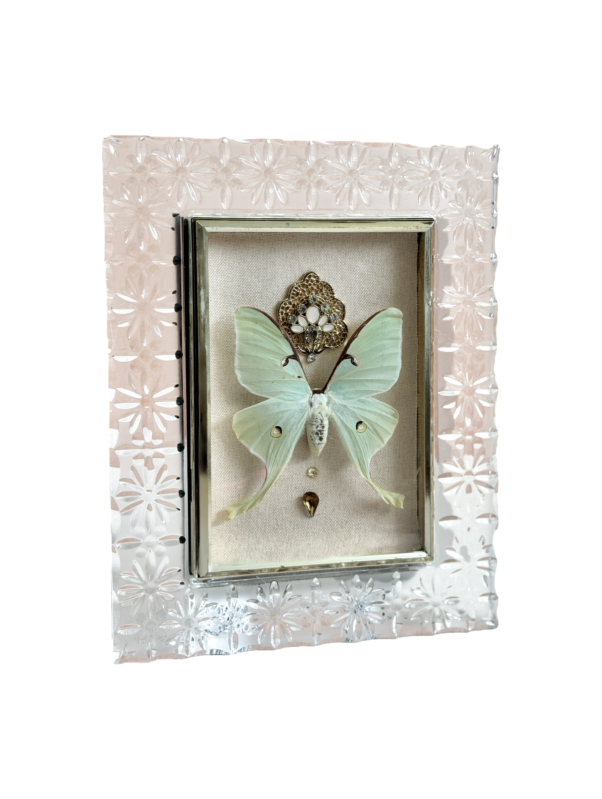 Preservation No. 064: Actias luna