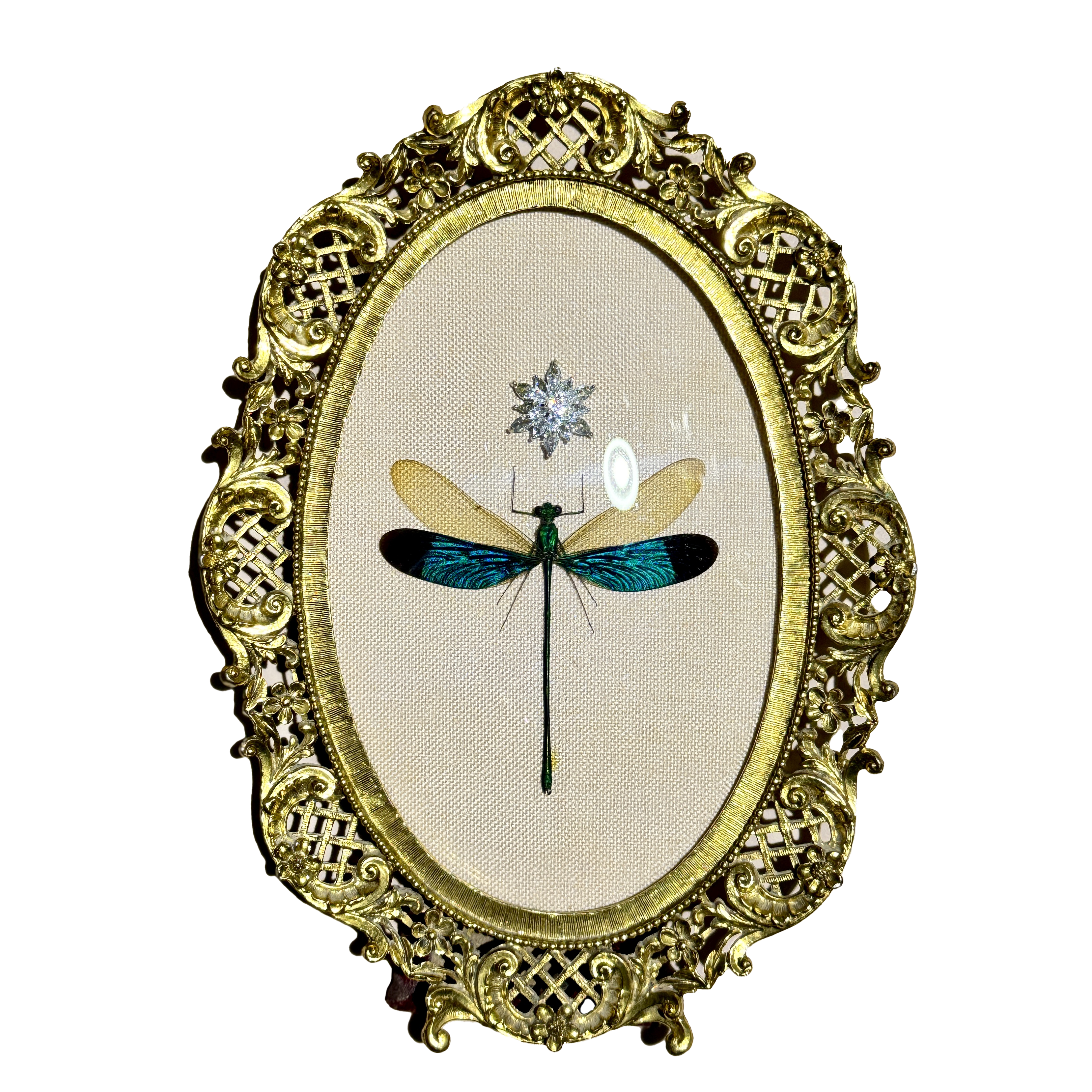 Preservation No. 059: Neurobasis chinensis