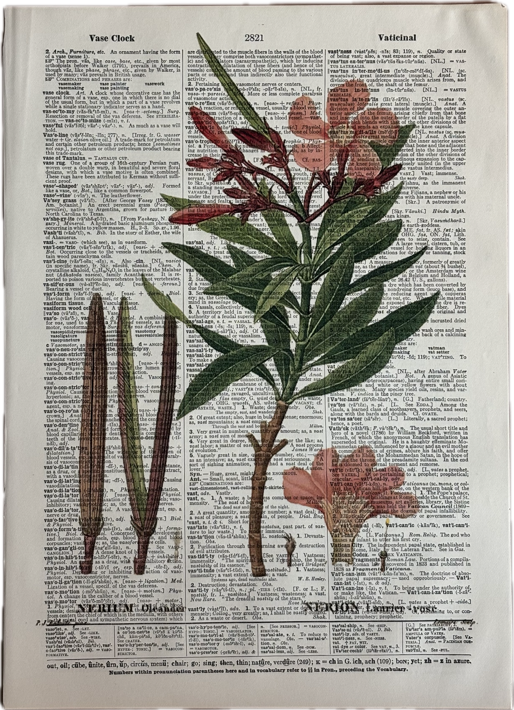 Botanical Illustration of an Oleander
