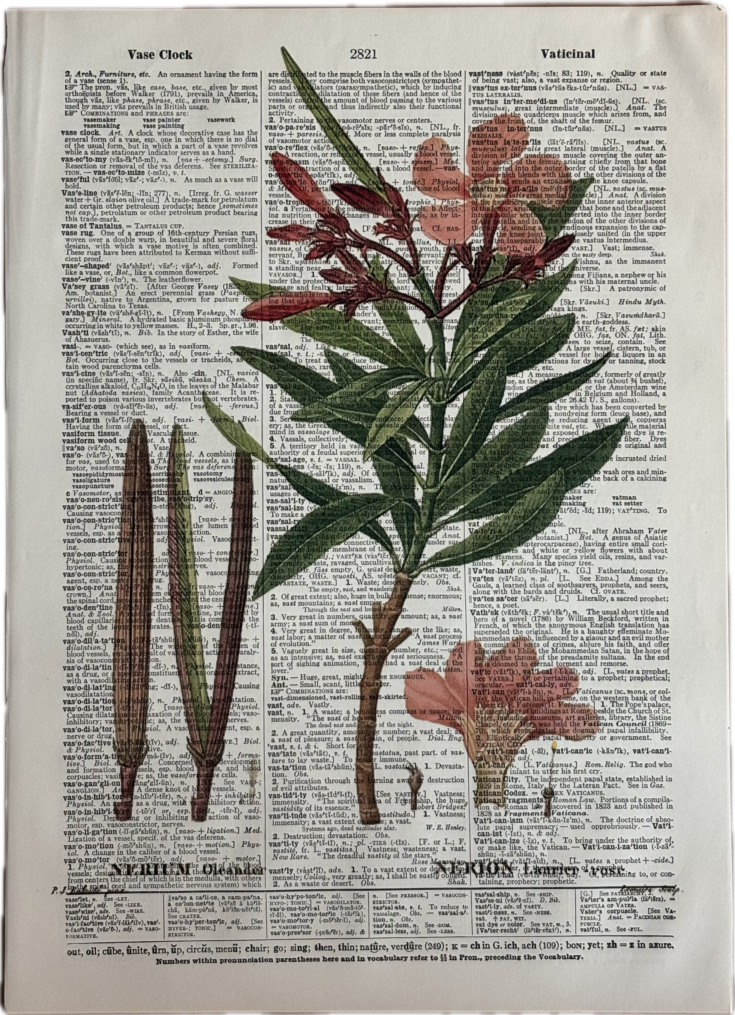 Botanical Illustration of an Oleander