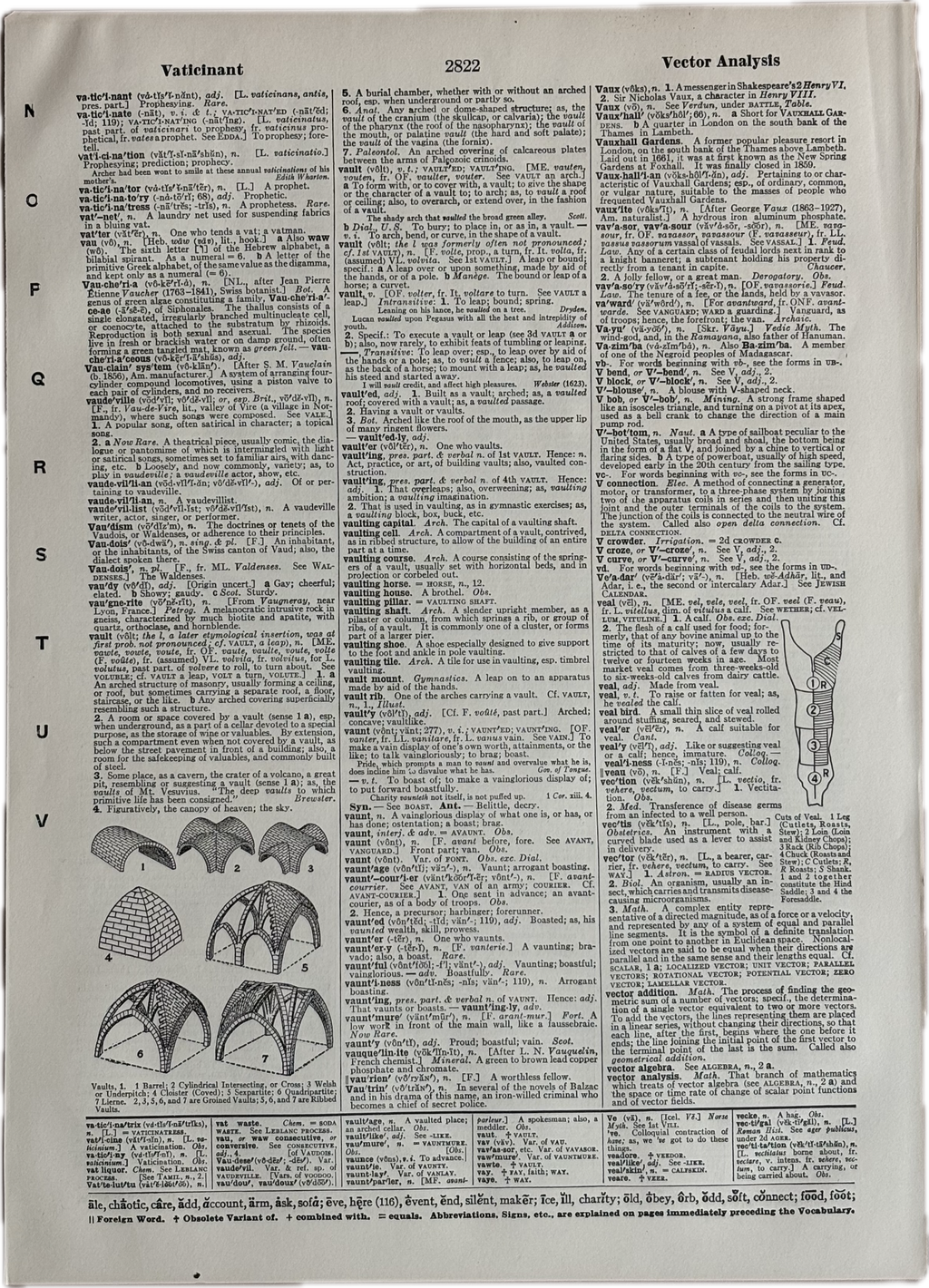 Botanical Illustration of an Oleander