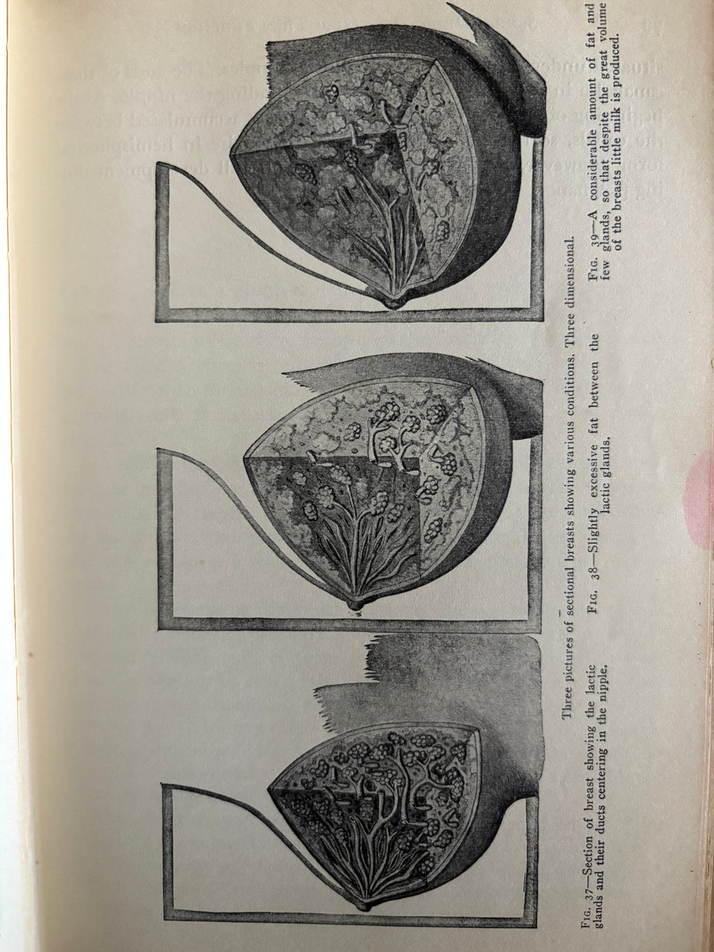 The Illustrated Encyclopedia of Sex