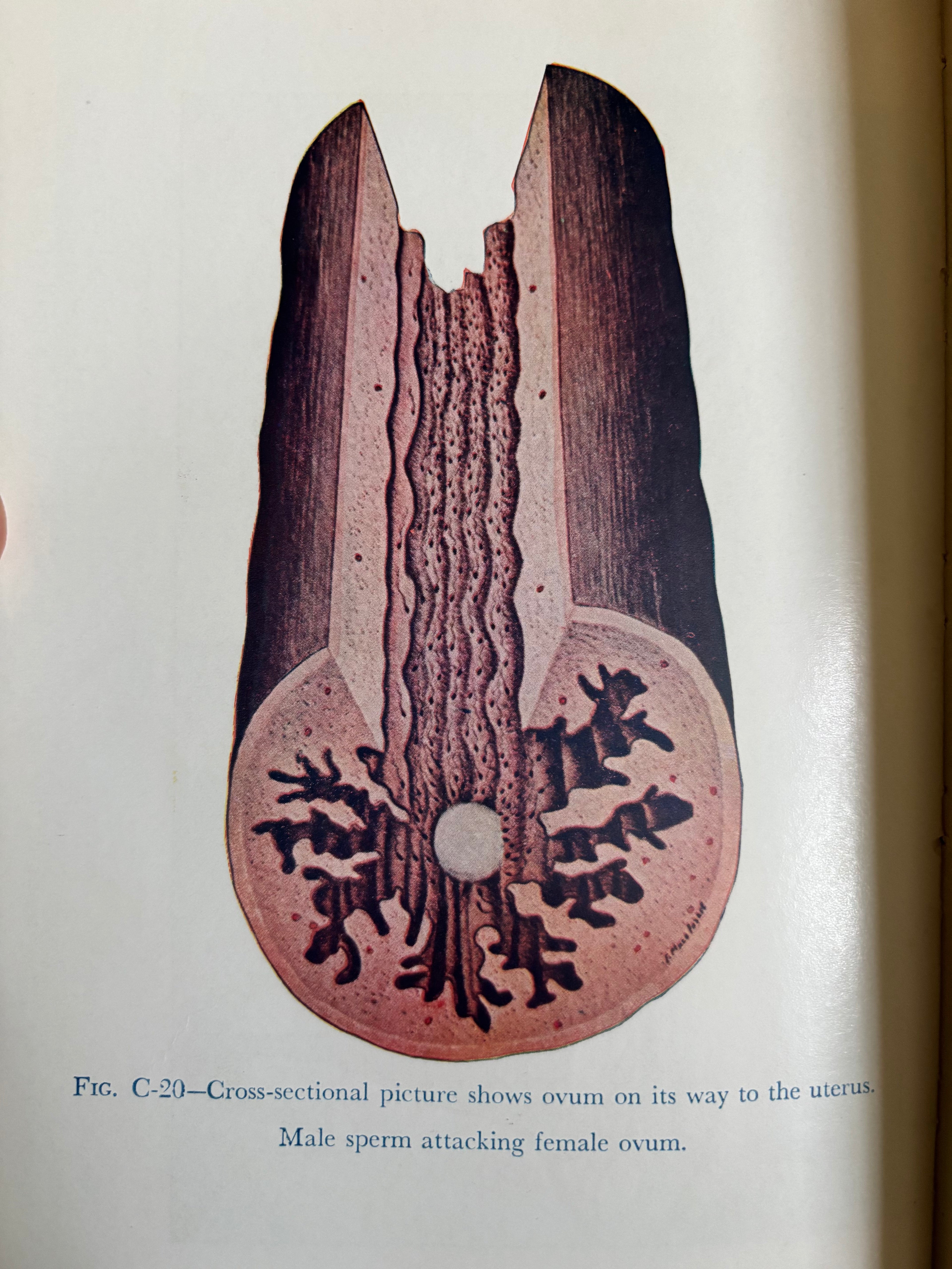 The Illustrated Encyclopedia of Sex