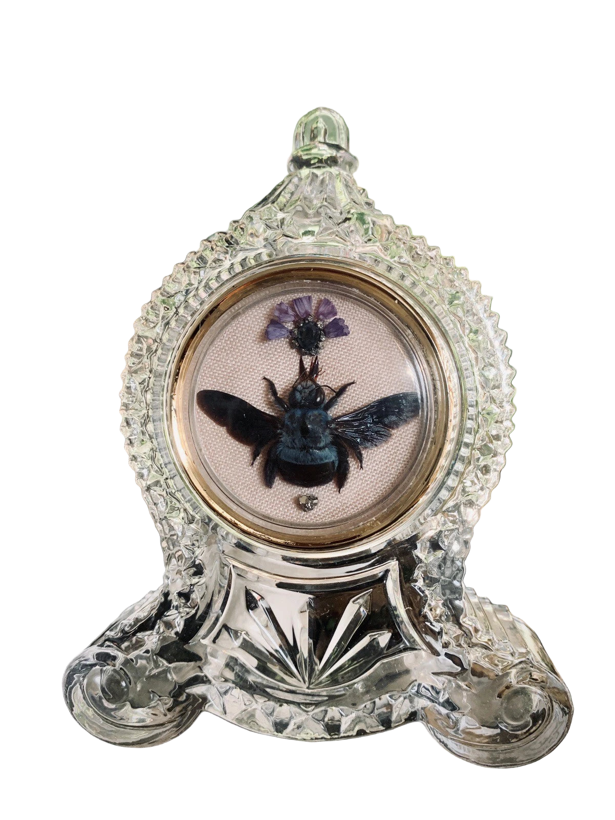 Preservation No. 023: Xylocopa caerulea