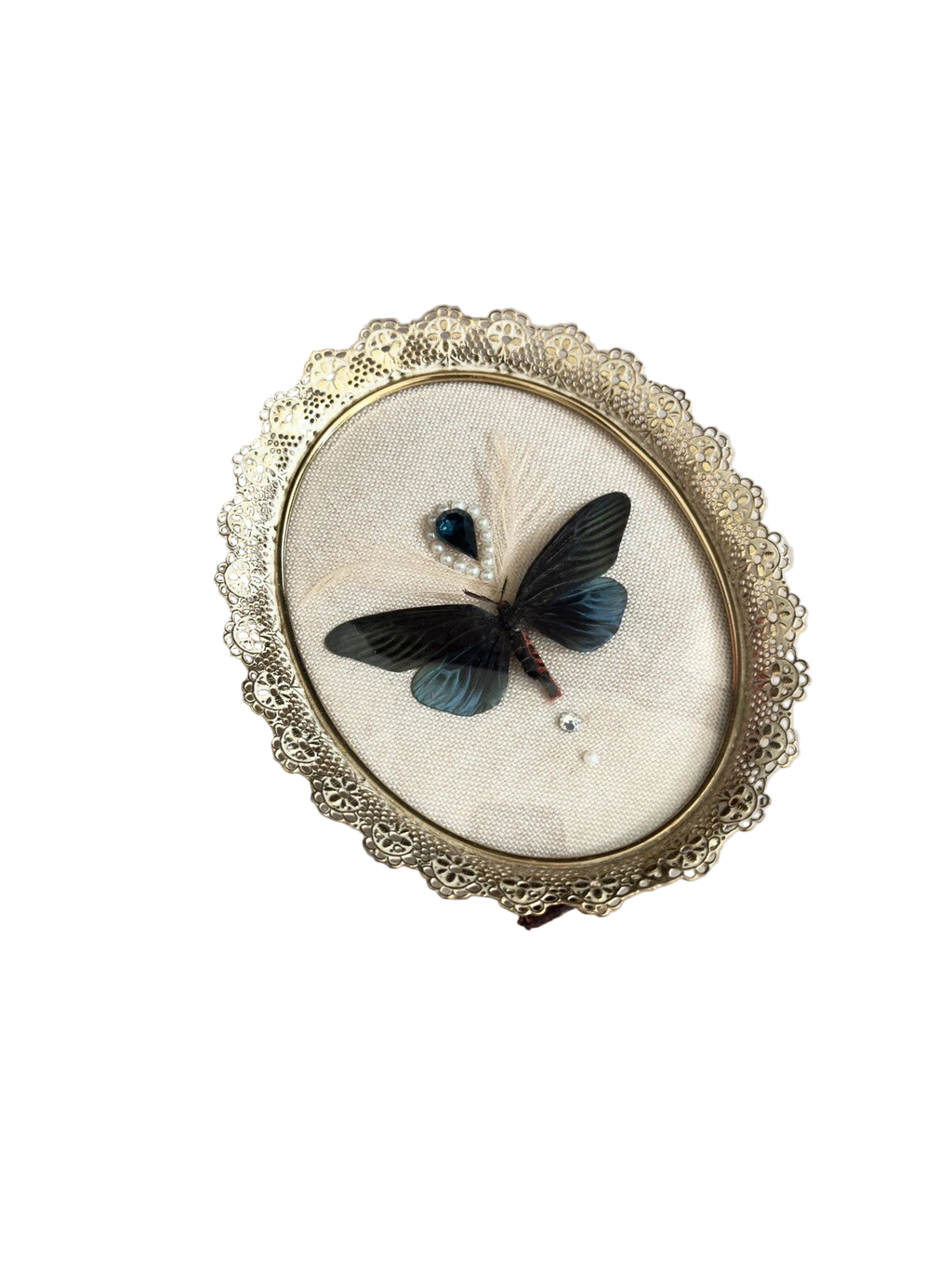 Jeweled Gynautocera Philomera Celebensis Entomology Frame