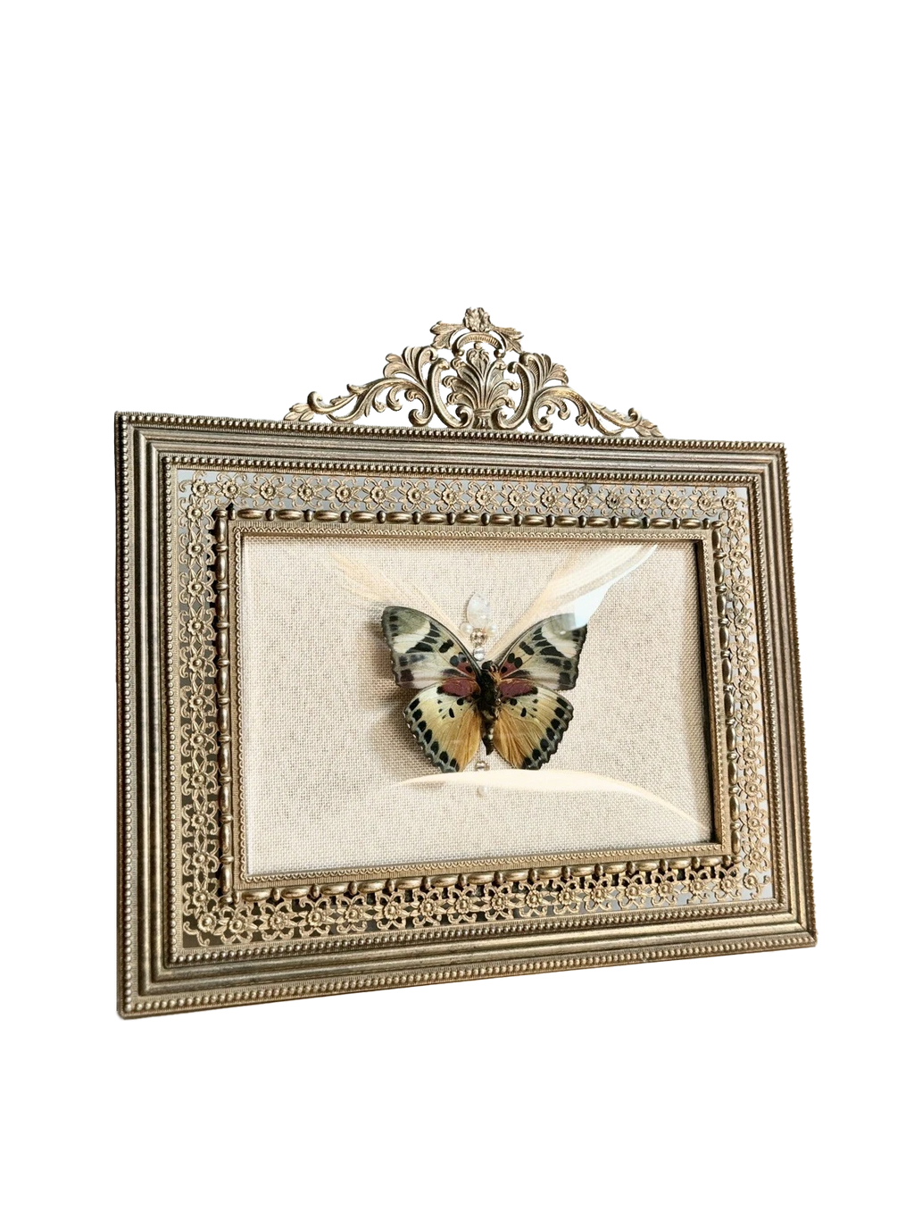 Decorative frame with a butterfly specimen on a white background