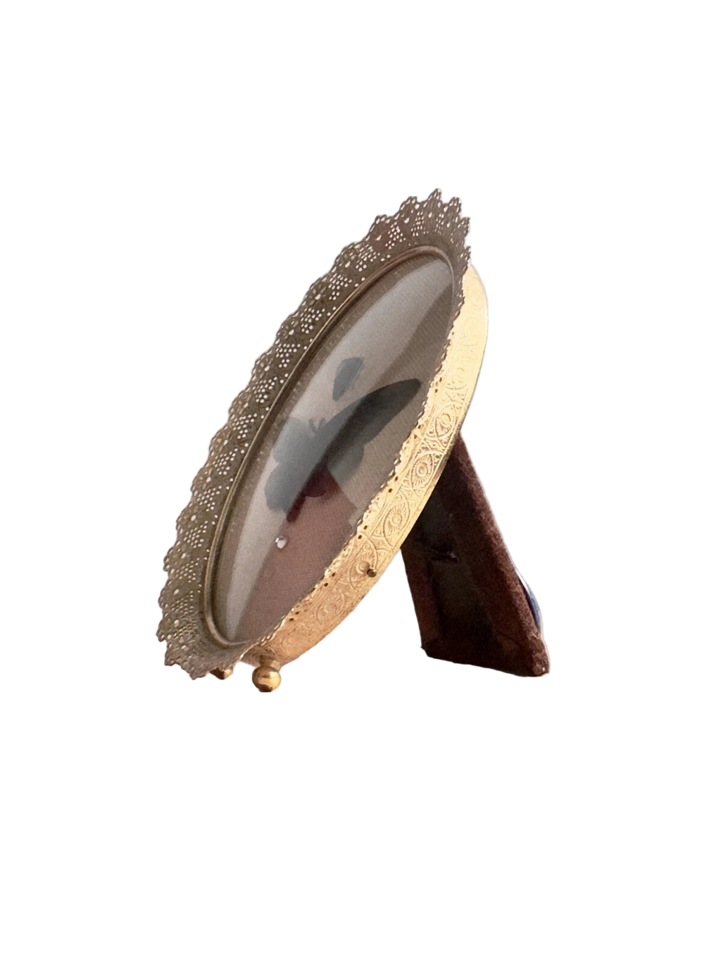 Jeweled Gynautocera Philomera Celebensis Entomology Frame